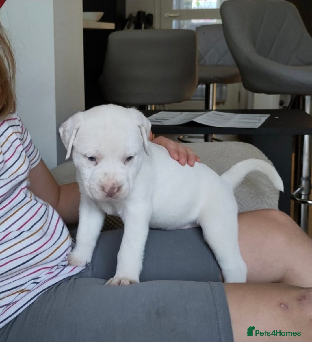 Mixed Breed dogs Beautiful Staffy x pups - friendly and healthy - Advert 2