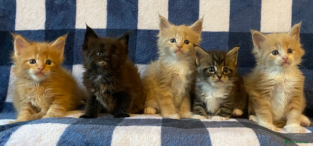 Maine Coon cats for sale: Beautiful Maine Coon Kitten - Champion Lines - Image 16
