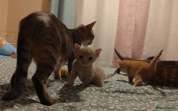 Mixed Breed cats for sale: 6 Gorgeous Kittens Looking for Forever Homes  - Image 29