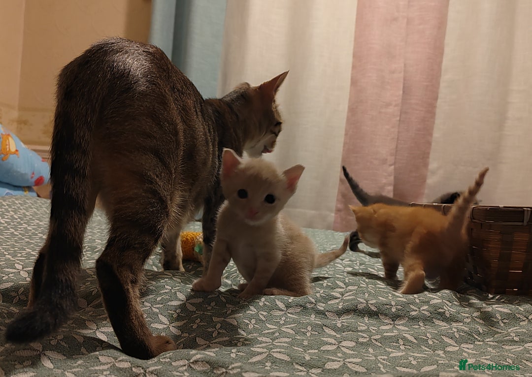 Mixed Breed cats for sale: 6 Gorgeous Kittens Looking for Forever Homes  - Image 29