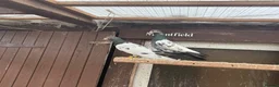 Pigeons birds for sale: Pakistani high flyers for sale  - Advert 6