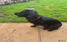 Cocker Spaniel dogs for stud: Working bread cocker spaniel  - Image 6