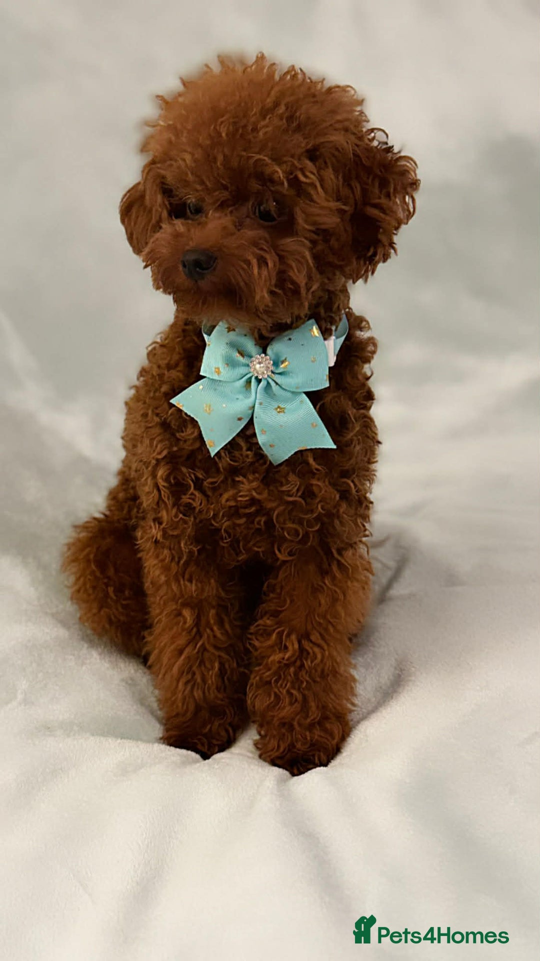 Toy Poodle dogs for sale: Asian Poodle - Advert 1