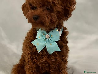 Toy Poodle dogs Asian Poodle - Advert 1