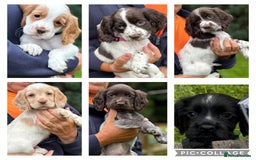 Cocker Spaniel dogs for sale: READY NOW KC Reg Working Cocker spaniel puppies - Image 1
