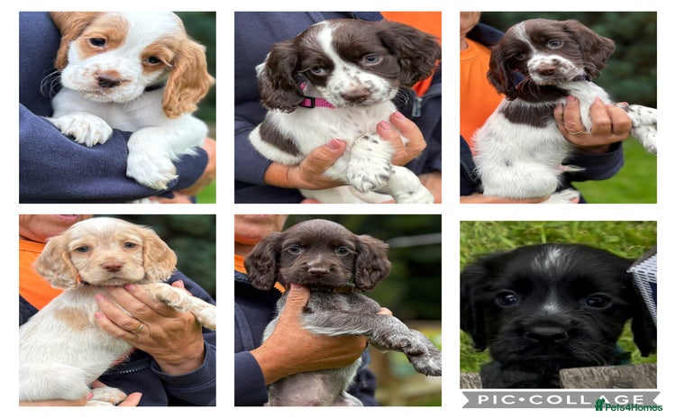 Cocker Spaniel dogs - Advert 4