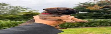 Border Terrier 1