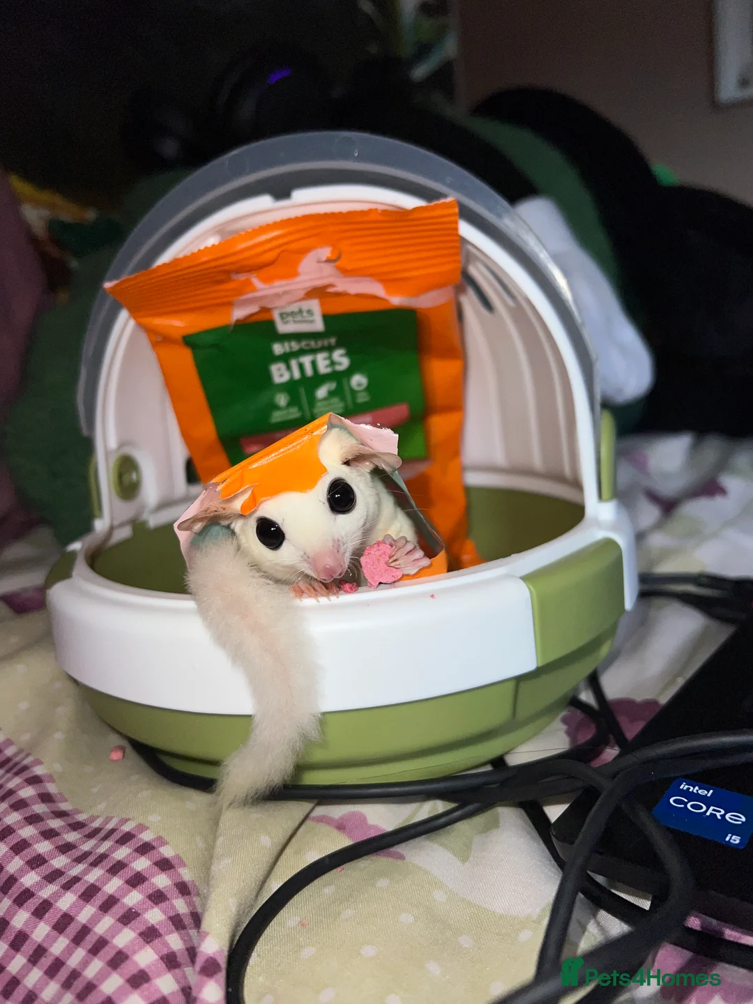 Sugar Glider rodents for sale: selling both sugar gliders  in West Drayton - Advert 6