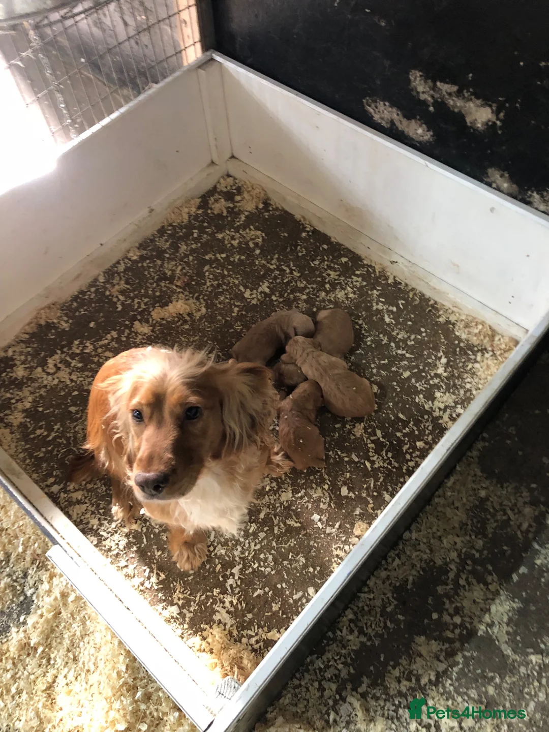 Cocker Spaniel dogs for sale: Cocker pups for sale - Advert 2
