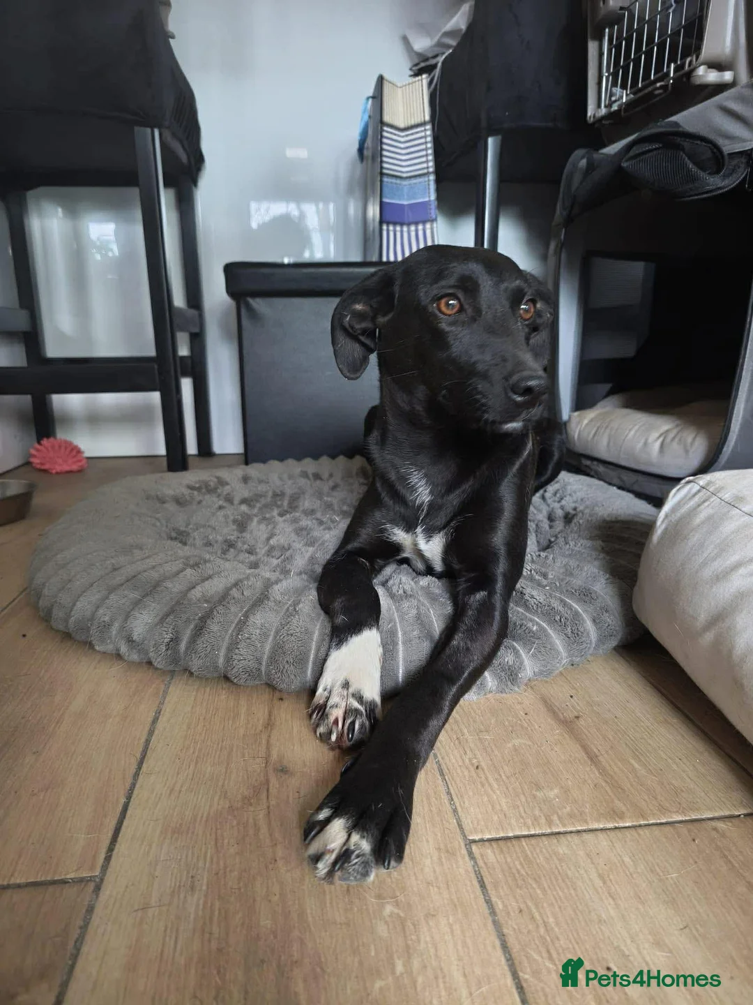 Mixed Breed dogs for adoption: FIFI! - Advert 1