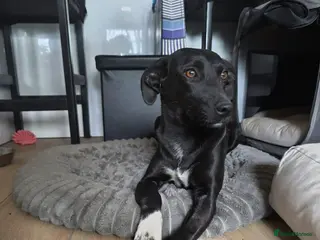 Mixed Breed dogs FIFI! - Advert 1