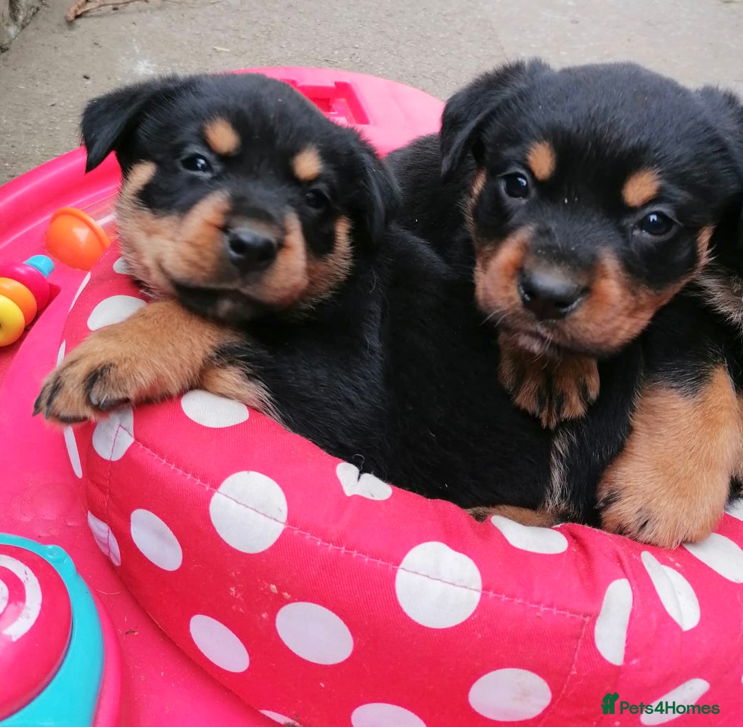Rottweiler dogs for sale: 6 Chunky Rottweiler Puppies  - Image 10