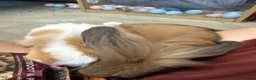 Mini Lop rabbits for sale: 5 bunnies for sale - 3 mini lops, 2 mini lion lops - Advert 14