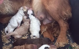 Cocker Spaniel dogs for sale: working cocker spaniel puppies - Image 9