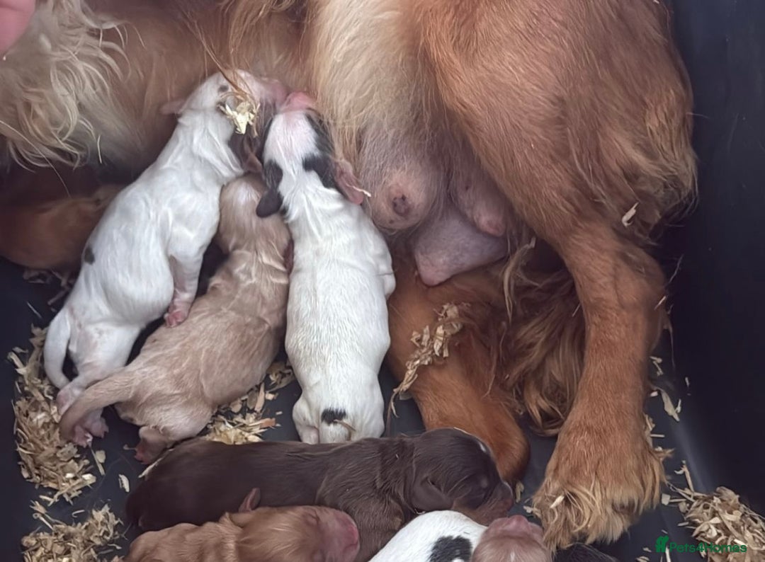 Cocker Spaniel dogs for sale: working cocker spaniel puppies - Image 9
