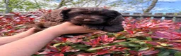 Cocker Spaniel dogs for sale: Last Working cocker Available RKC - Ready Now  - Advert 20