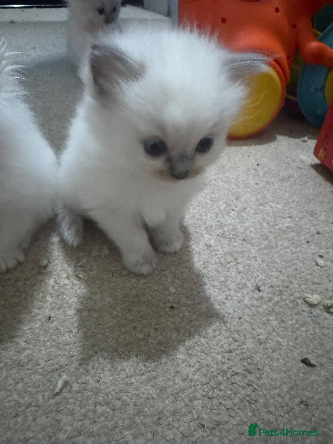 Ragdoll cats for sale: Purebred Ragdolls for sale - Advert 15