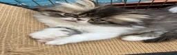 Persian cats for sale: Adorable GCCF registered Persian kittens - Advert 7