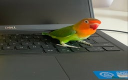 Lovebirds birds for sale: Reeta - Image 7