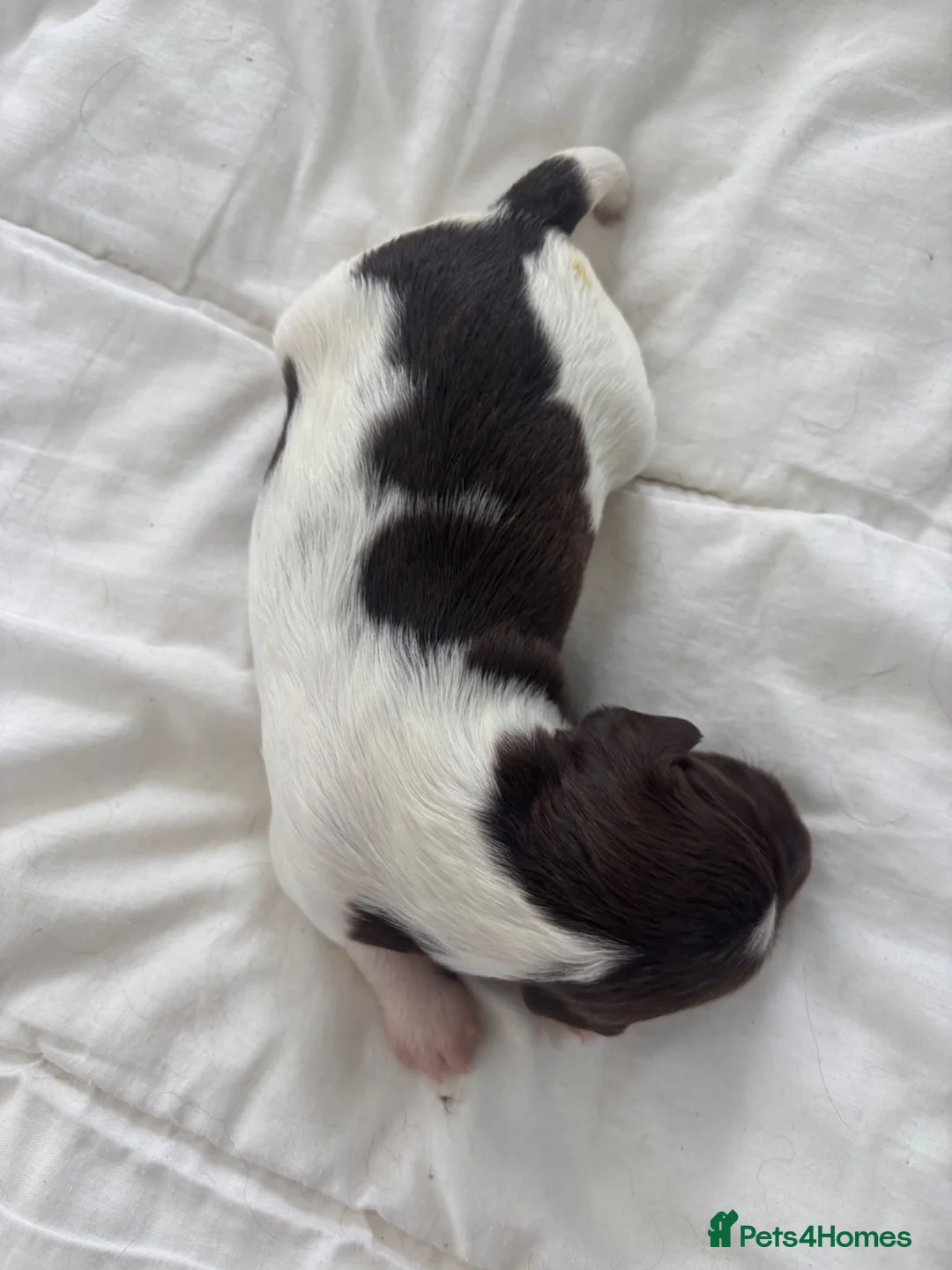 English Springer Spaniel dogs for sale: KC register springer spaniel puppies - Advert 2