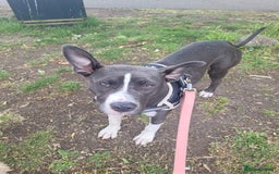 Mixed Breed dogs for sale: Beautiful dog - Image 1