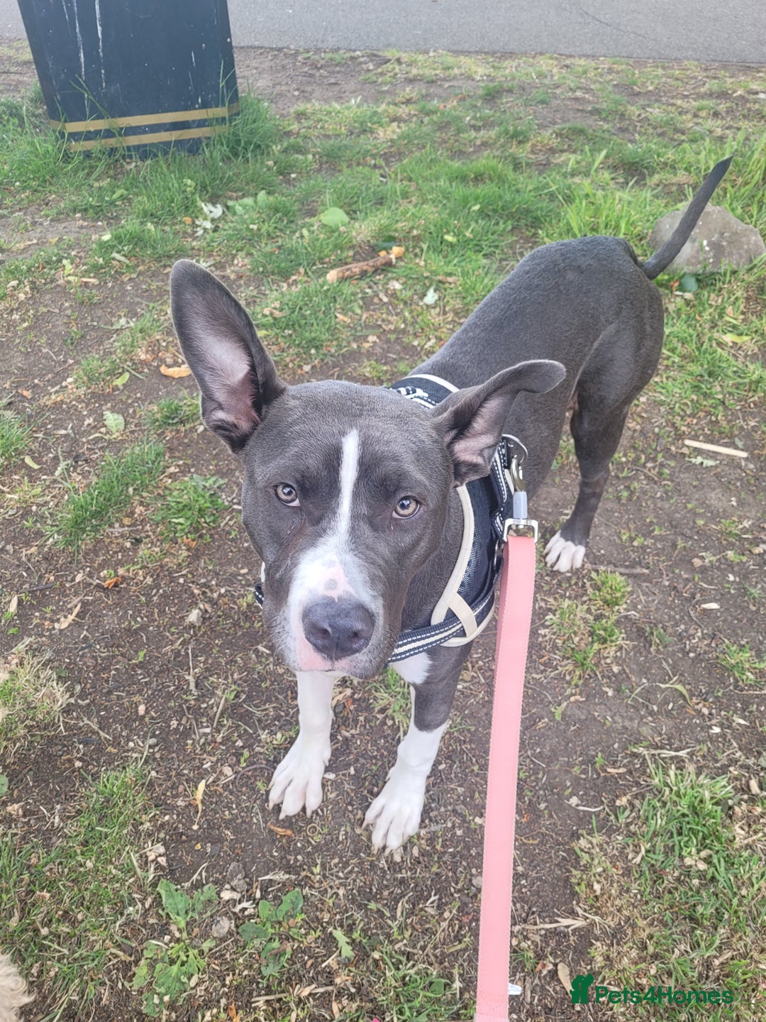 Mixed Breed dogs for sale: Beautiful dog - Image 1