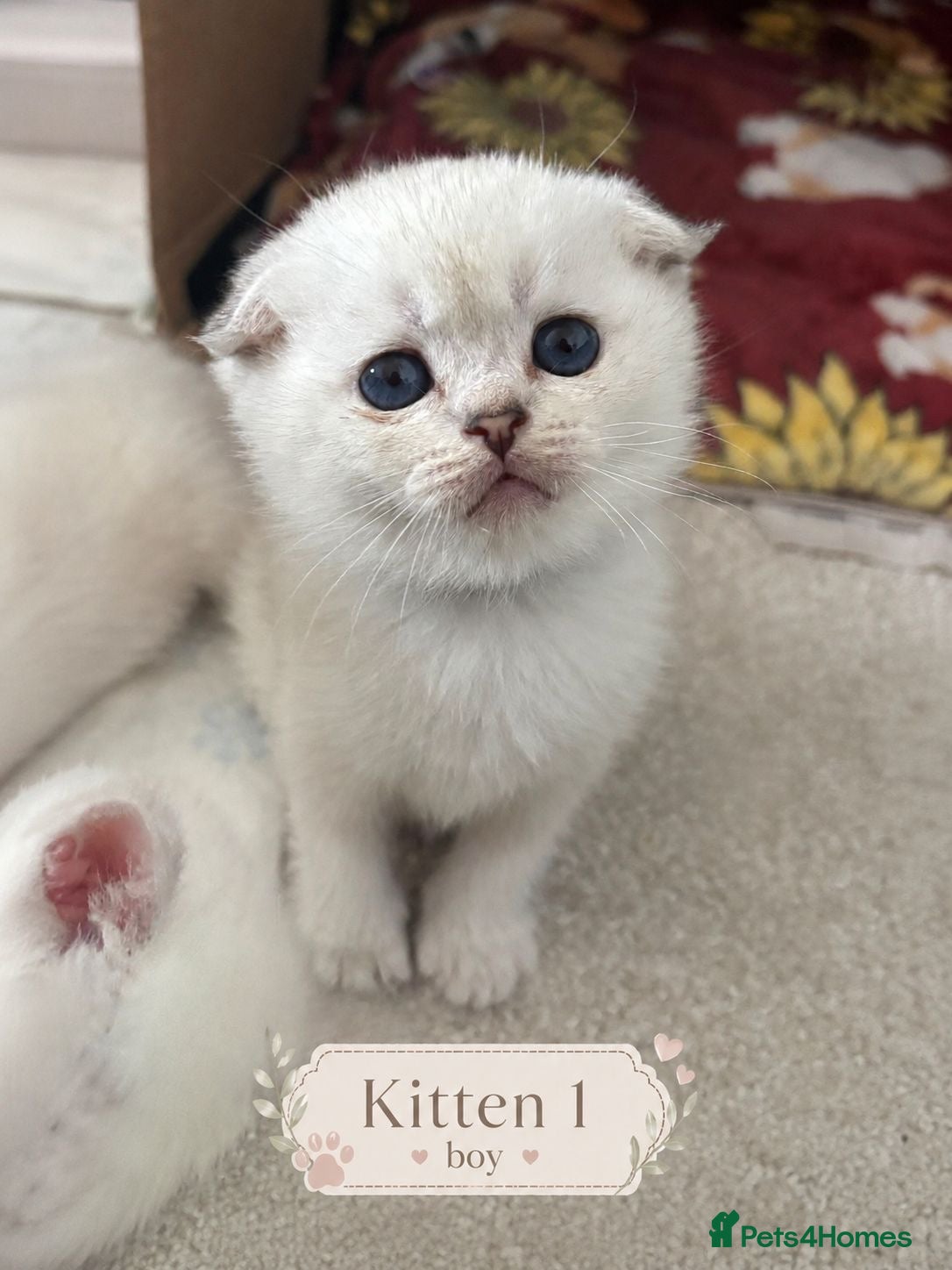 Scottish Fold cats BEAUTIFUL WHITE SCOTTISH FOLDS - Advert 3