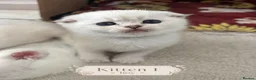 Scottish Fold cats for sale: BEAUTIFUL WHITE SCOTTISH FOLDS in Grays - Advert 1