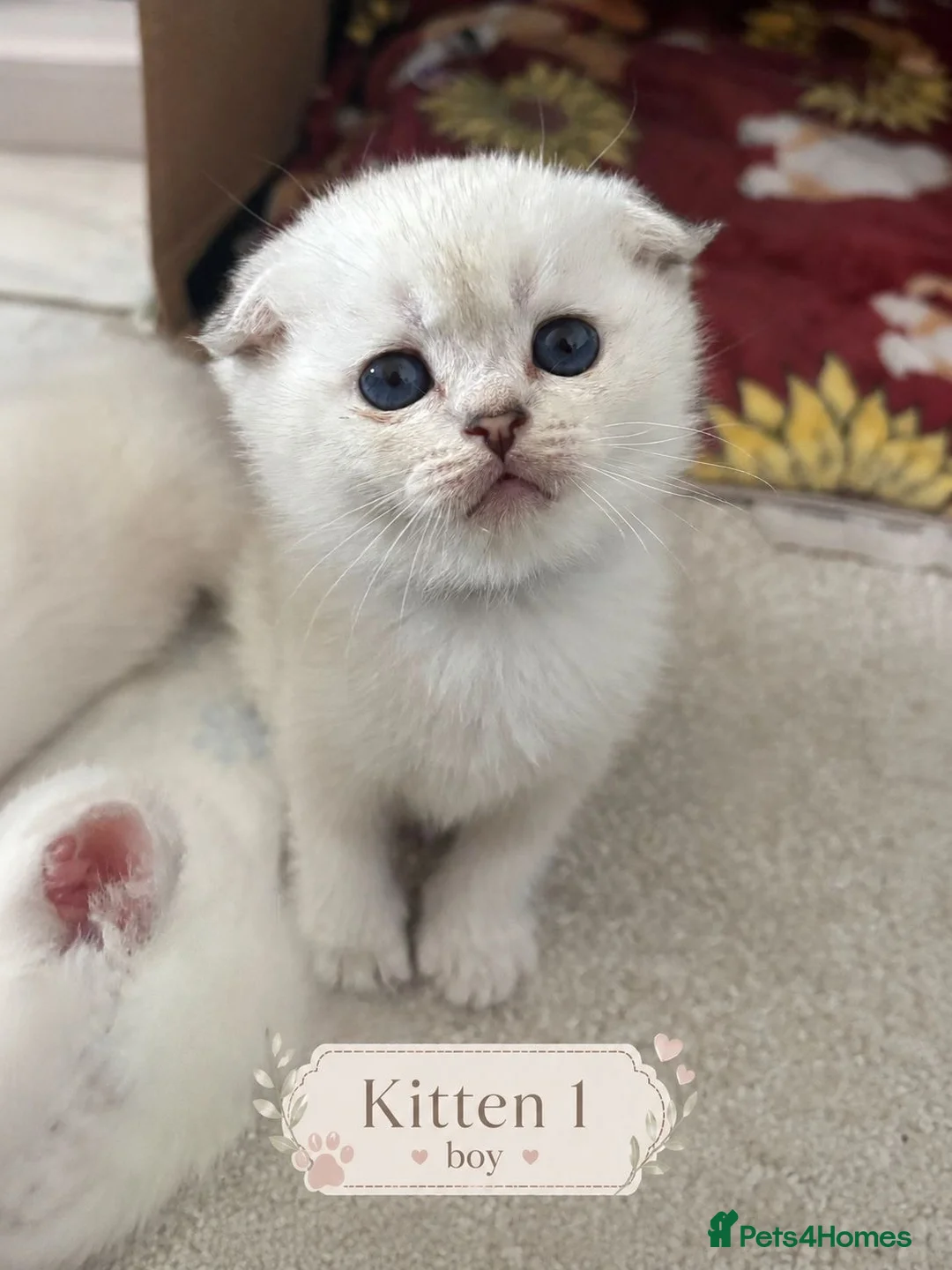 Scottish Fold cats for sale: BEAUTIFUL WHITE SCOTTISH FOLDS in Grays - Advert 1