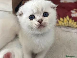 Scottish Fold cats BEAUTIFUL WHITE SCOTTISH FOLDS - Advert 1