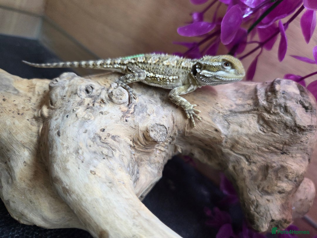 Dragon reptiles for sale: Stunning baby rankin dragon  - Image 2