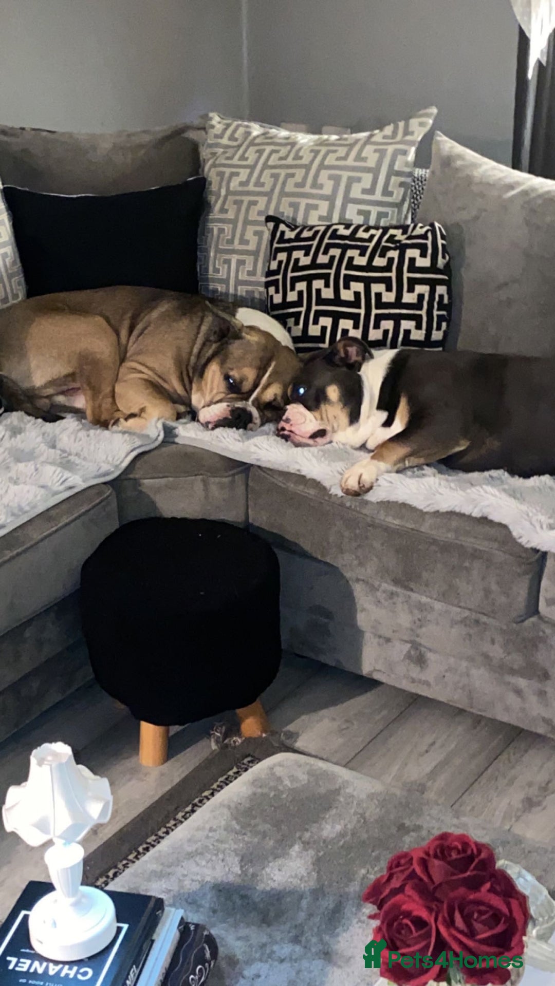 Olde English Bulldogge dogs for sale: Olde English Bulldogge Puppies  - Image 12