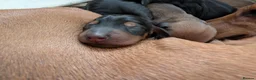 Dachshund dogs for sale: Mini dachshund puppies in Elgin - Advert 4