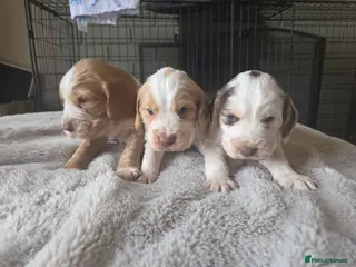 Cocker Spaniel dogs Kc registered cocker spaniels - Advert 14