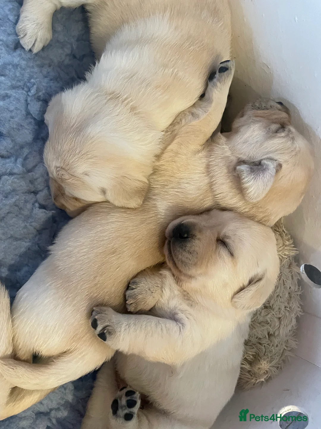 Labrador Retriever dogs for sale: Fabulous KC Champion Lines Labrador Puppies - Advert 14