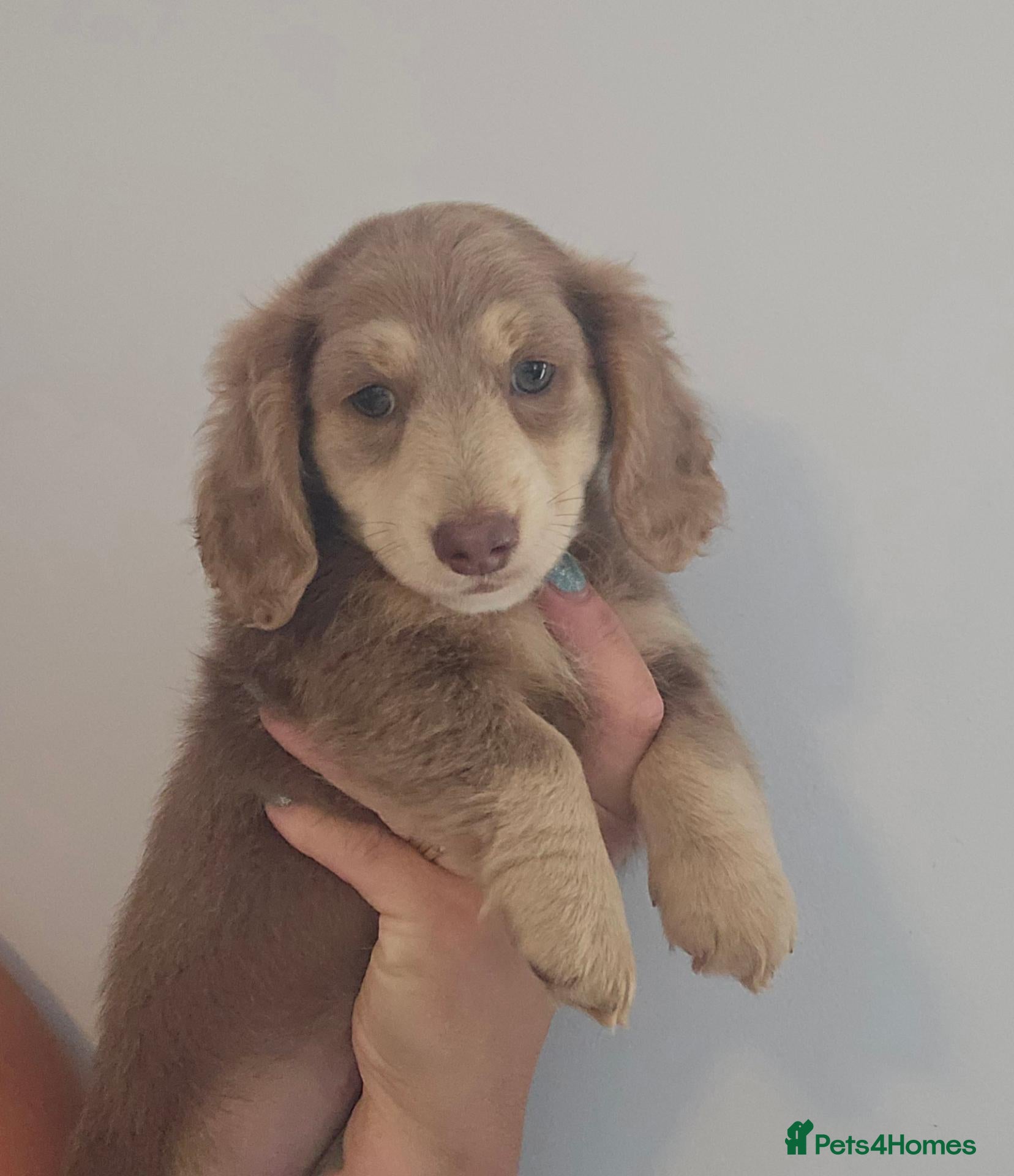 Miniature Dachshund dogs Long haired miniature dachshunds - Advert 6