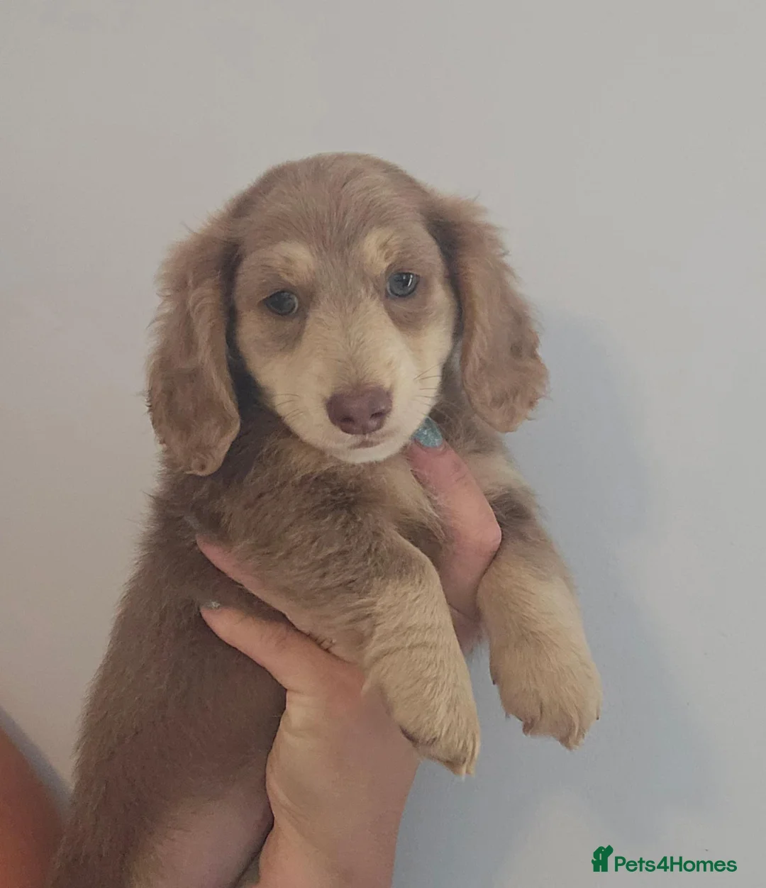 Miniature Dachshund dogs for sale: Long haired miniature dachshunds - Advert 1