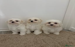 Maltipoo dogs for sale: Maltipoo puppies  - Image 5