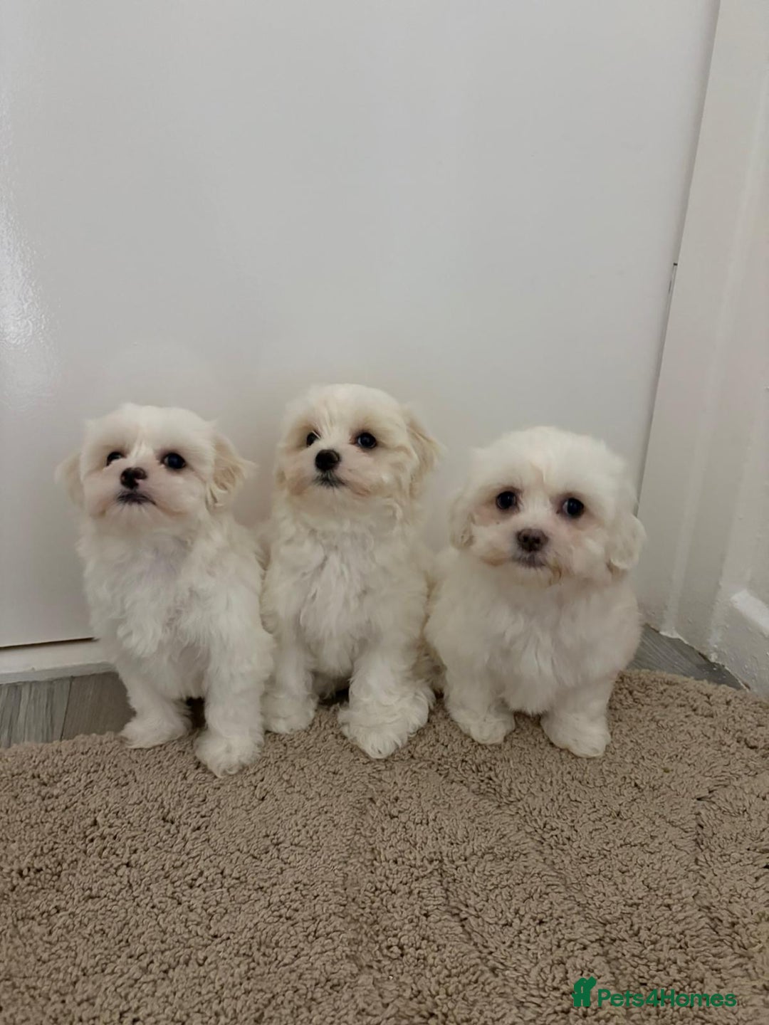 Maltipoo dogs for sale: Maltipoo puppies  - Image 5