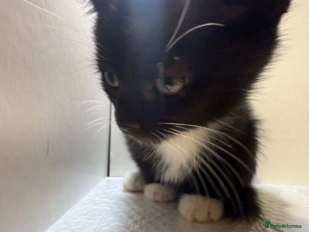 Korat cats for sale: Cute playful kittens ready for their new home 🖤🤍 - Advert 7