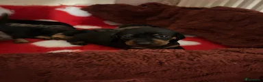 Dachshund 5