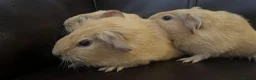 Guinea Pig rodents for sale: Baby guineas ready from 21/7/2026 - Advert 2