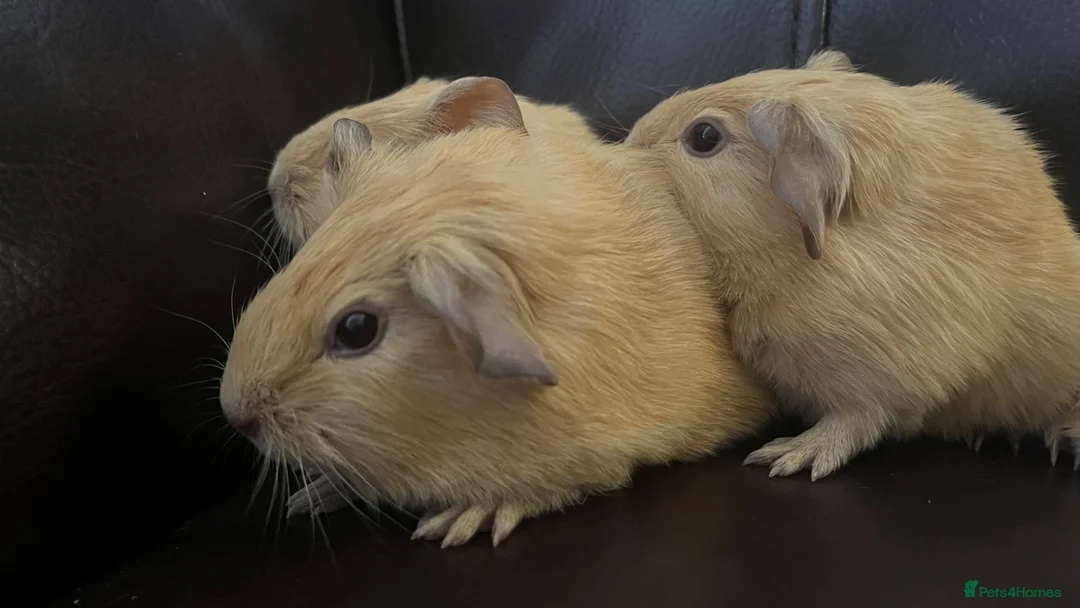 Guinea Pig rodents for sale: Baby guineas ready from 21/7/2026 - Advert 2