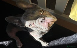 French Bulldog dogs for sale: French bulldog female  in Hamilton - Image 1