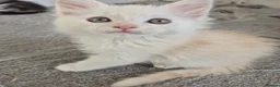 Maine Coon cats for sale: Maine Coon Kittens ready for there forever homes  - Advert 20