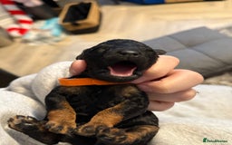 Cockapoo dogs for sale: 3 healthy phantom F1B cockapoo boys for sale  - Image 11