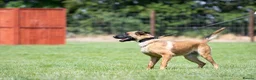 Belgian Shepherd Dog dogs for sale: NVBK bloodline Malinios bitch - Advert 4