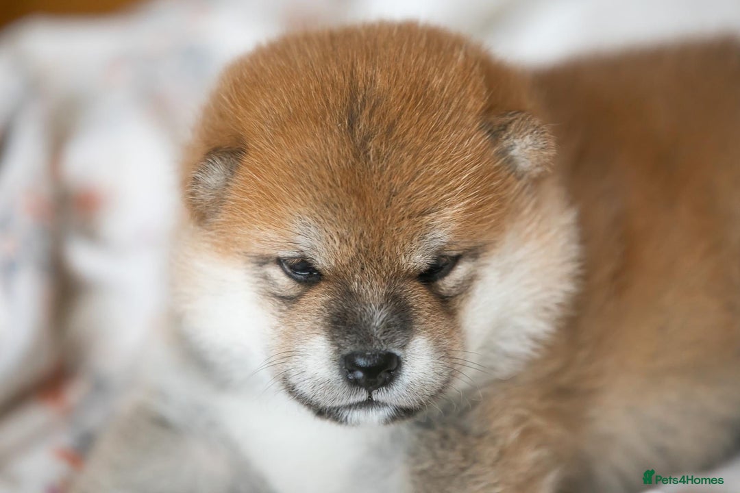 Japanese Shiba Inu dogs for sale: Outstanding quality two girls available. - Advert 16