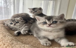 Scottish Fold cats for sale: Adorable Scottish Fold Kittens  - Image 24