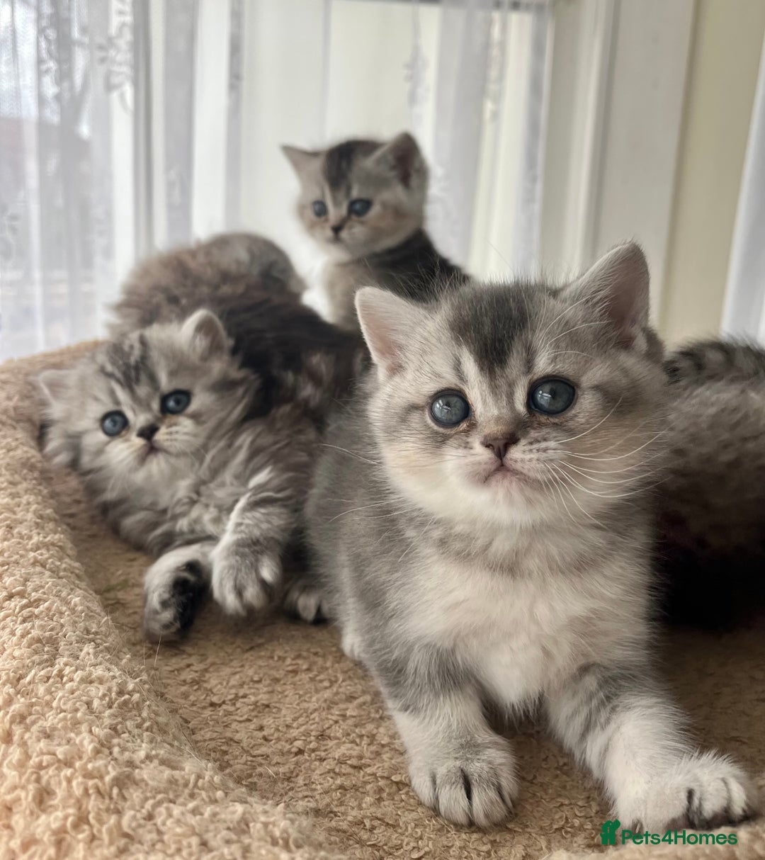 Scottish Fold cats for sale: Adorable Scottish Fold Kittens  - Image 24